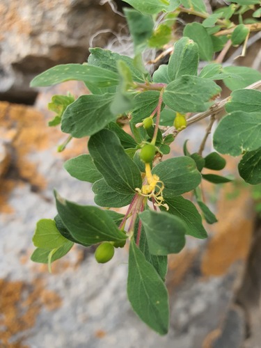 Lonicera microphylla, photograph 1