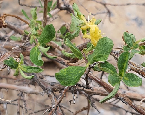 Lonicera microphylla