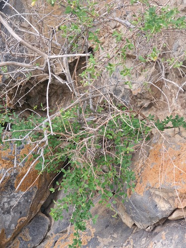 Lonicera microphylla, photograph 2