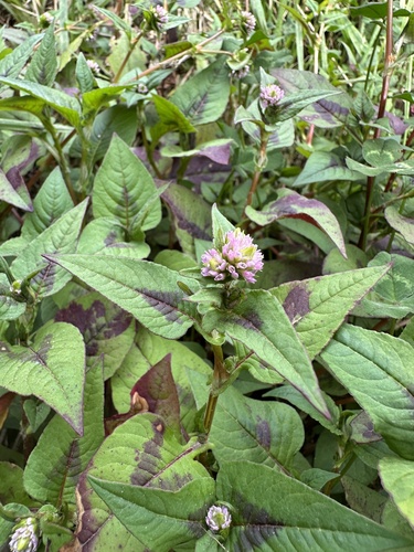 Persicaria nepalensis, photograph 6