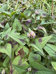 Persicaria nepalensis, photograph (c) Nicolás Baresch Uribe, some rights reserved (CC BY)