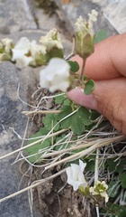 Saxifraga sibirica, photograph (c) Urgamal Magsar, some rights reserved (CC BY)