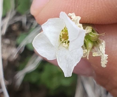 Saxifraga sibirica, photograph 4