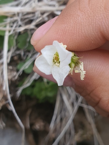 Saxifraga sibirica, photograph 6