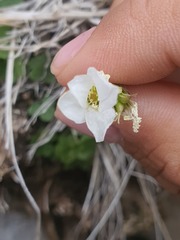 Saxifraga sibirica, photograph (c) Urgamal Magsar, some rights reserved (CC BY)
