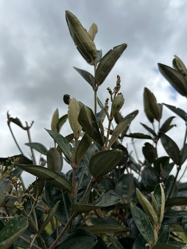 Miconia squamulosa