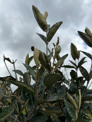 Miconia squamulosa