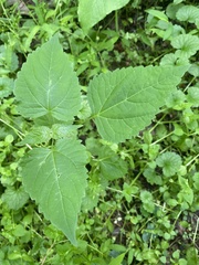 Ageratina altissima altissima