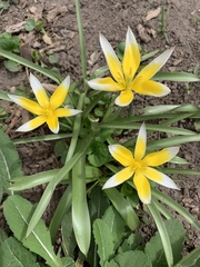 Tulipa urumiensis
