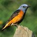 Rufous-tailed Rock-Thrush - Photo (c) Francesco Veronesi, some rights reserved (CC BY-NC-SA)