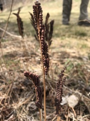 Onocleaceae