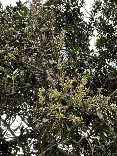 Gaiadendron punctatum, photograph 4
