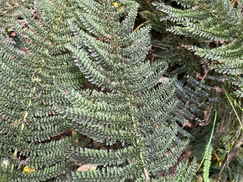 Leptopteris superba, photograph 5