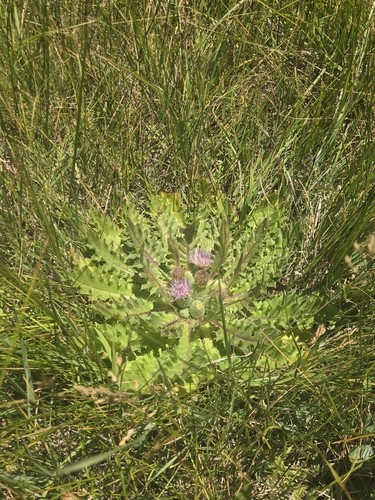 iNaturalist observation photo of Elk Thistle
