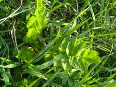 Pastinaca