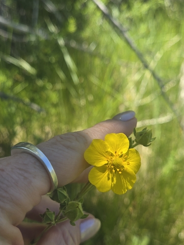 iNaturalist observation photo of slender cinquefoil