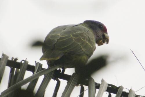 Red-tailed Amazon (Amazona brasiliensis), photo 2