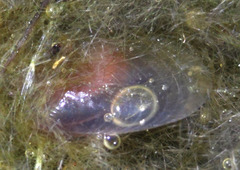 Cyzicus californicus