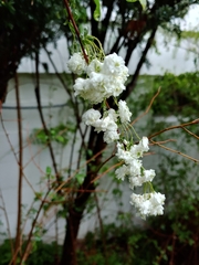 Gypsophila paniculata