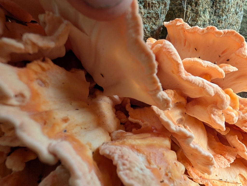 chicken of the woods · July 2026 · photo: Photo: (c) Zac Peterson, some rights reserved (CC BY) · iNaturalist
