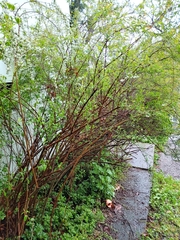 Gypsophila paniculata