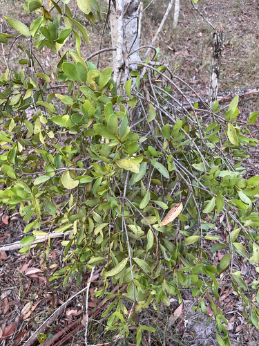 Amyema conspicua