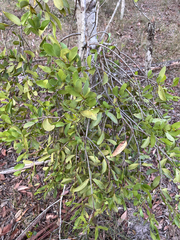 Amyema conspicua