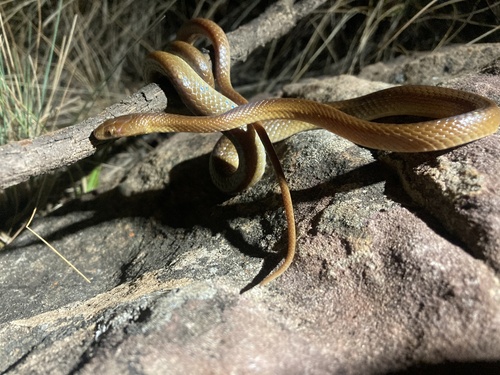 Photo of a Swazi Rock Snake (Inyoka swazicus)