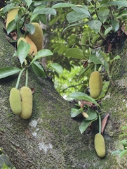 Artocarpus integer