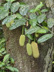Artocarpus integer, photograph (c) Doreen, some rights reserved (CC BY)