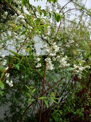 Gypsophila paniculata