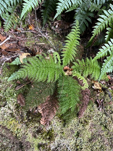 Leptopteris superba, photograph 4