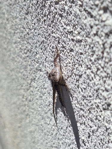 Peters' Lava Lizard