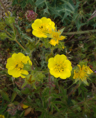 Potentilla hirta