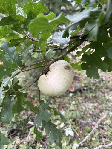 California Gall Wasp seen in Sonoma Valley