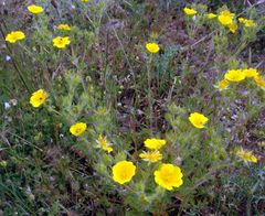 Potentilla hirta