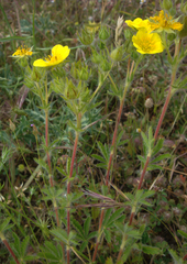 Potentilla hirta