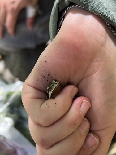 iNaturalist observation photo of Pacific chorus frog