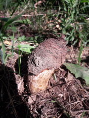 Prosopanche americana