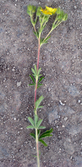 Potentilla hirta