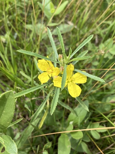 Oenothera serrulata, photograph 6