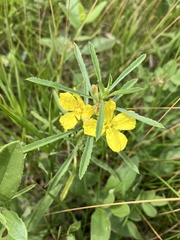 Oenothera serrulata, photograph (c) Rose Zappa, some rights reserved (CC BY)