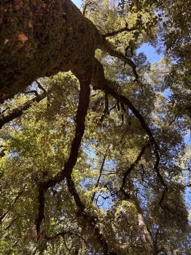 iNaturalist observation photo of high-latitude oaks