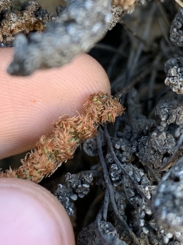 Coastal Lip Fern