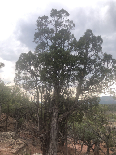 Utah Juniper