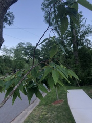 Zelkova