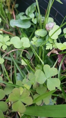 Oxalis exilis
