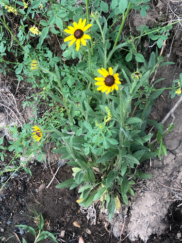 black-eyed Susan