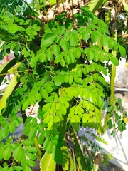 Moringa