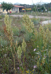 Rumex thyrsoides